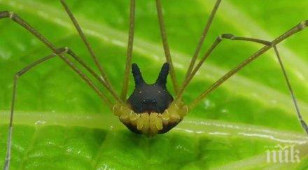 хит еквадорски паяк приличащ заек куче превзе социалните мрежи видео