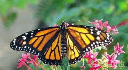 стряскаща тенденция пеперудите пчелите мравките германия намаляват