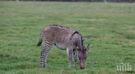 уникално рядка кръстоска магаре зебра води ферма