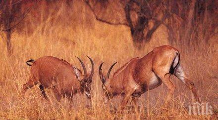 спасяват диви животни сахарската пустиня дронове