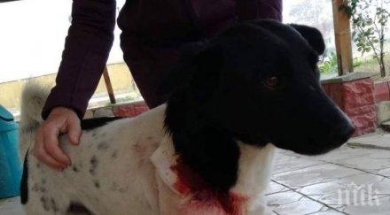 убиец кучета вилнее козлодуй любимец цял квартал поредната жертва снимки