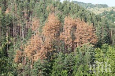 Назначиха нов шеф на агенцията по гориге