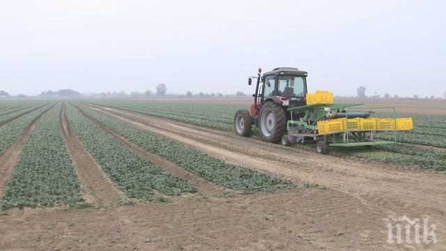Натровен от спанак с татул: Жена ми халюцинираше. Пловдивският производител изтегли целия зеленчук от пазара