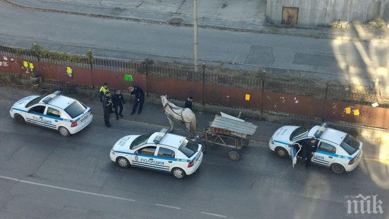 СПЕЦАКЦИЯ В СОФИЯ: Три патрулки заградиха... циганска каруца (СНИМКИ)