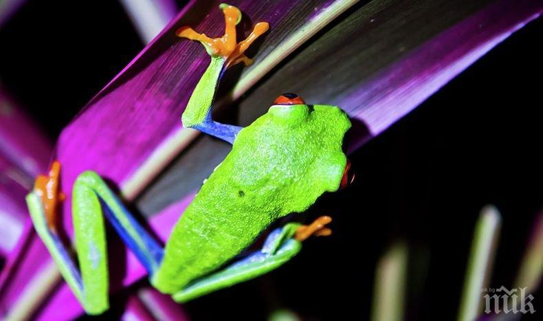 Необичайна находка: Полицията в Колумбия предотврати опит за контрабанда на...