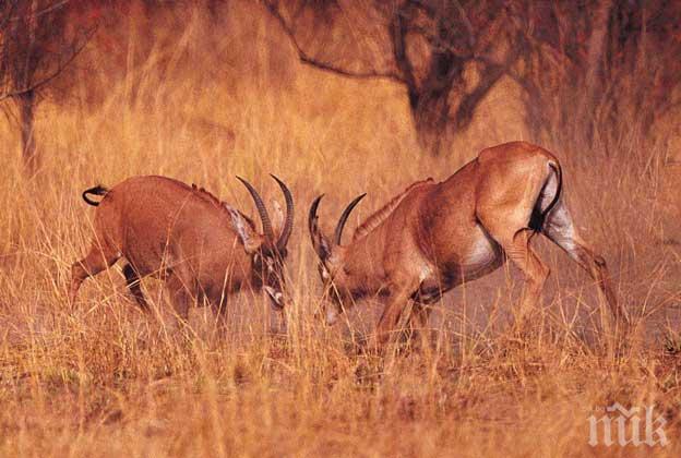Спасяват диви животни в Сахарската пустиня с дронове
