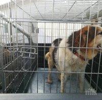 Правят приют за кучета във врачанското село Веслец