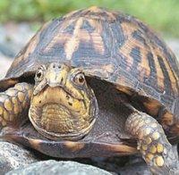 Сгащиха турчин, пробвал да мине границата със защитени костенурки