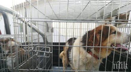 правят приют кучета врачанското село веслец