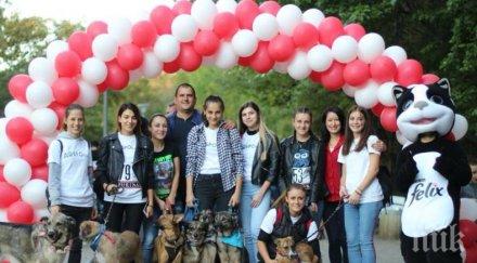 златни сърца стои фейс групата бандата 1500 момичета мечтаят свят без бездомни кучета снимки