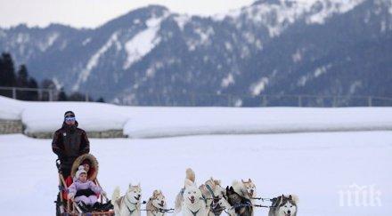 закон дания признаха кучешките впрягове официален вид транспорт