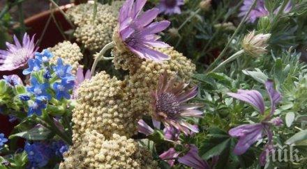 чудо билки изсушават миомата