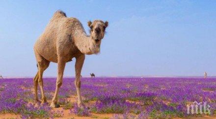 феномен арабската пустиня цъфна снимки