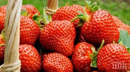 арестуваха жена австралия слагала игли ягоди