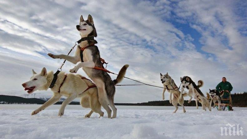 Кучешки впрягове тръгват по датските магистрали
