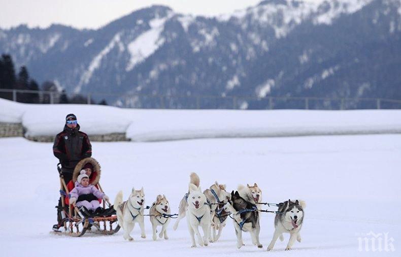 По закон: В Дания признаха кучешките впрягове за официален вид транспорт