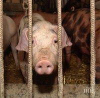 Голям пожар в Германия изпепели 1700 прасета