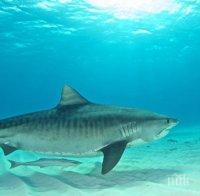 Тигрова акула атакува мъж в близост до бреговете на Западна Австралия