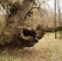 Чудо! „Бременно“ дърво помага на бездетни