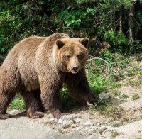 Мечките над Белица заспаха 4-месечния си зимен сън (СНИМКА)