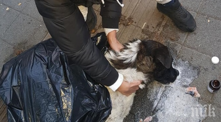 зверство пазарджик изрод отрови кучета тях борят