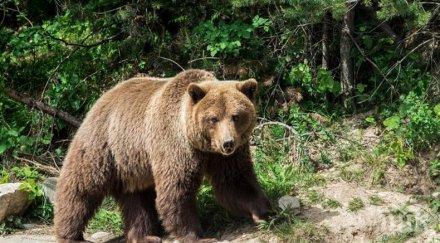 мечките белица заспаха месечния зимен сън снимка