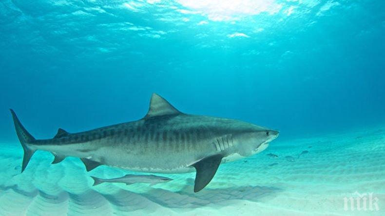 Тигрова акула атакува мъж в близост до бреговете на Западна Австралия