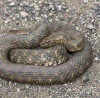 Почина рядка двуглава змия, открита във Вирджиния