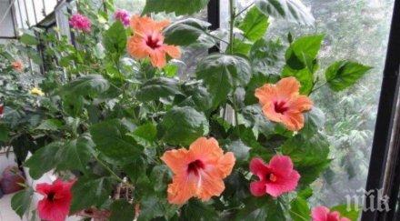 вълшебните предмети носят късмет дома