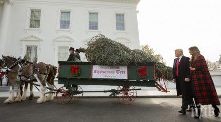 традиция коледното дърво пристигна белия дом
