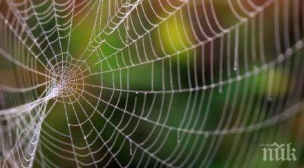 откритие учени разгадаха здравината паяжината