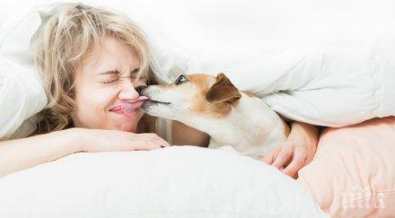 стопанките кучета имат здрав сън пускат леглото