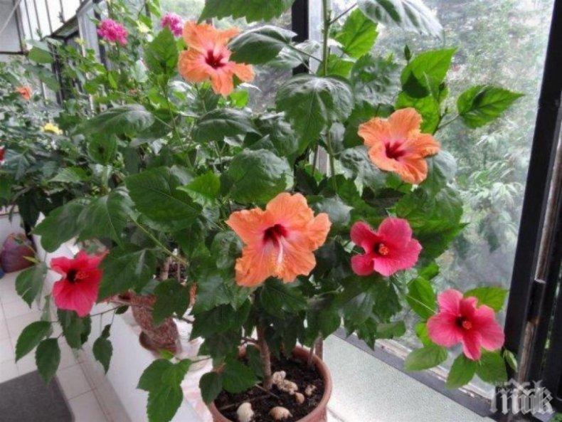 Вълшебните предмети, които носят късмет в дома