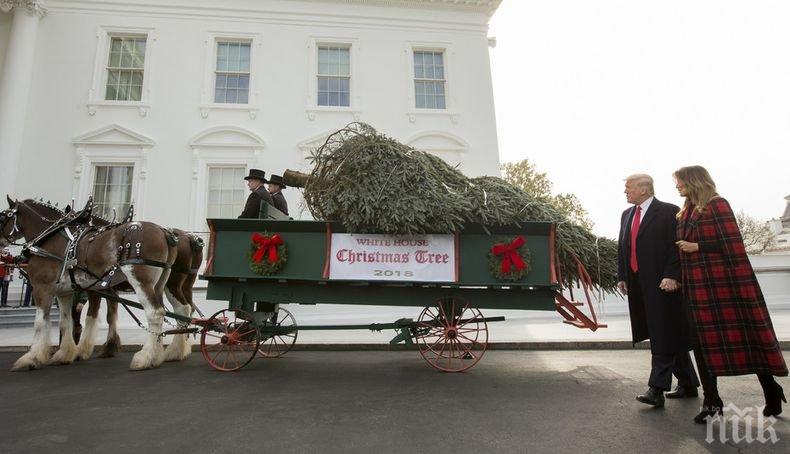 По традиция: Коледното дърво пристигна в Белия дом