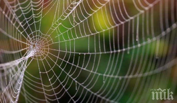 ОТКРИТИЕ: Учени разгадаха здравината на паяжината