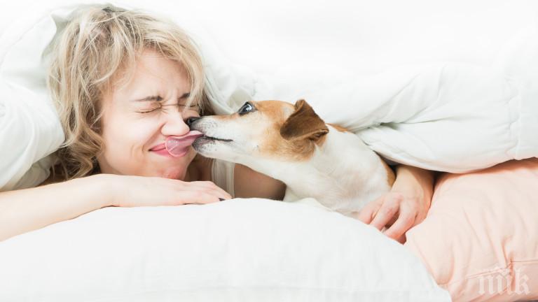 Стопанките на кучета имат здрав сън, ако ги пускат в леглото