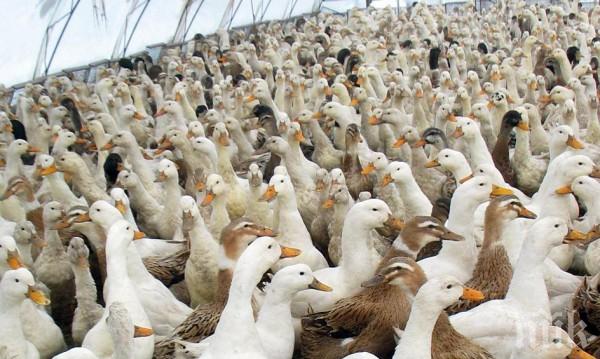 МОР: Птичи грип тръшна 1970 патици