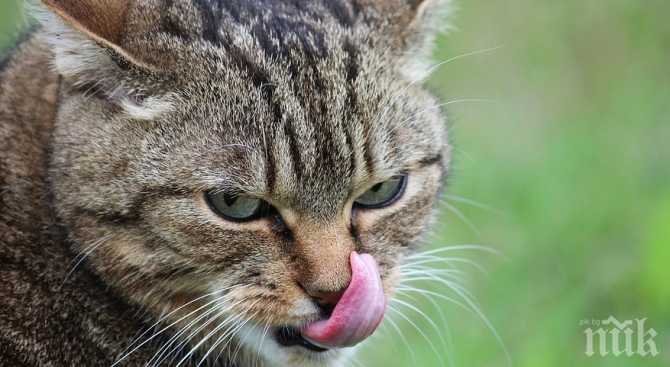 Учени разгадаха котешкия език