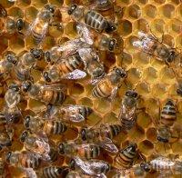 Учени разкриха, че пчелите общуват с... електричество
