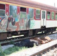 Влак закъсня 4 часа заради сгазена крава