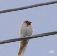 ПОЛИЧБА: Бяла лястовица се яви в Стрелча