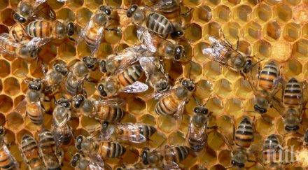 учени разкриха пчелите общуват електричество