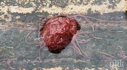 шокираща находка тексас откриха пулсиращо канализационно чудовище видео