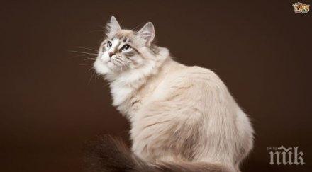 зоополицията годеч разследва убийство сибирска котка