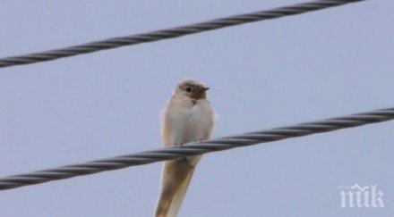 поличба бяла лястовица яви стрелча