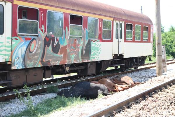 Влак закъсня 4 часа заради сгазена крава