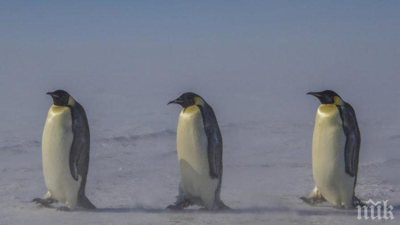 Продавт остров с 5 вида пингвини, 42 вида птици и 6000 овце