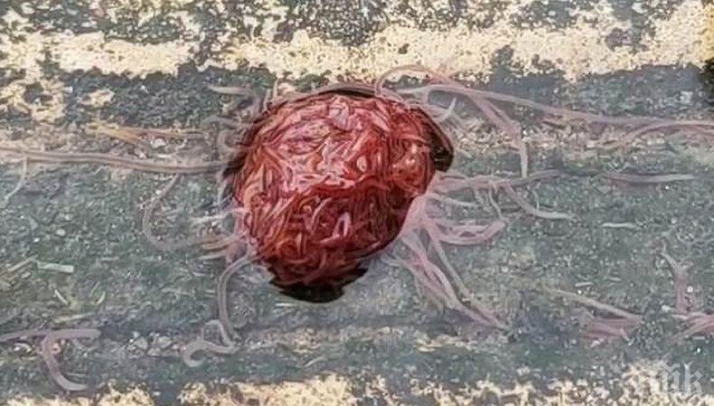 Шокираща находка: В Тексас откриха „пулсиращо канализационно чудовище” (ВИДЕО)