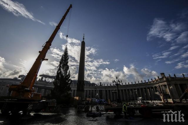 Издигнаха коледната елха на площад Свети Петър във Ватикана
