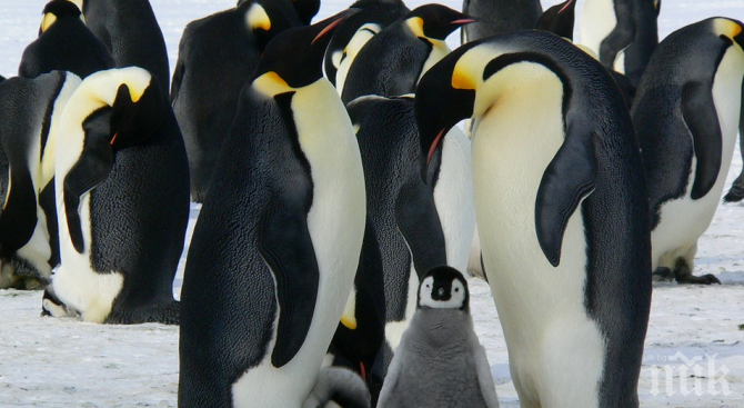 Продават Райския остров с пингвините край Аржентина за първи път от 150 години